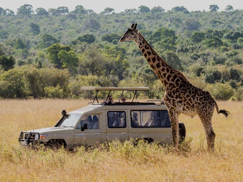 Car Rental in Akagera National Park