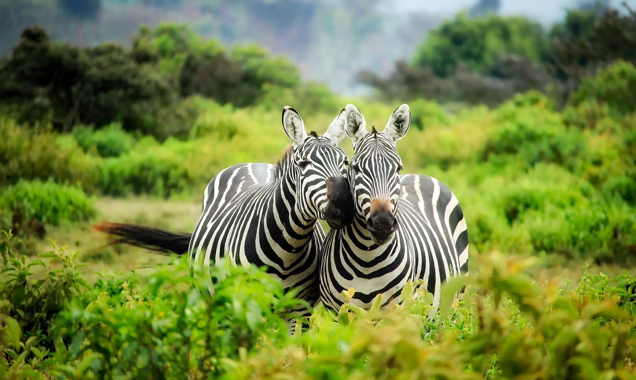 2 Days Akagera National Park Safari