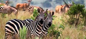 2 Days Akagera National Park Tour ( Wildlife Tour Rwanda Experience)