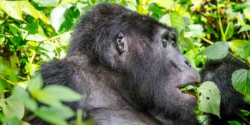 2 day Rwanda gorilla trek