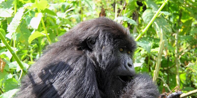 gorilla tour rwanda