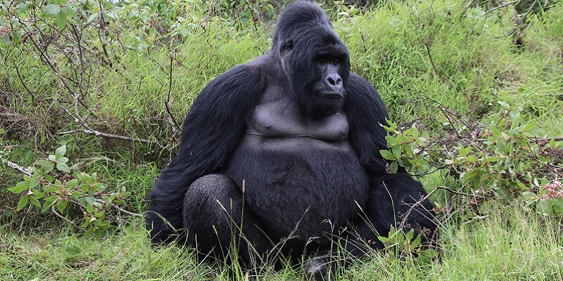 gorillas in Rwanda