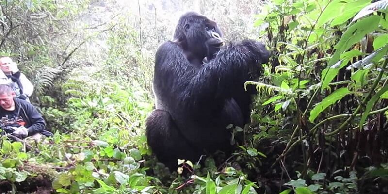 gorilla trekking Rwanda