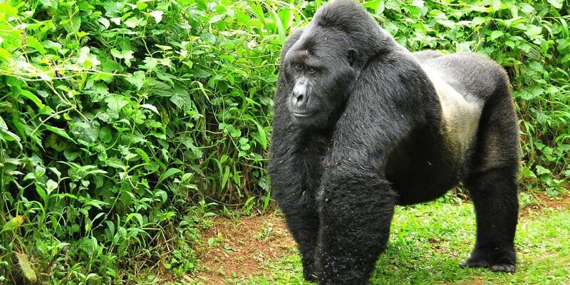 mountain gorilla Rwanda