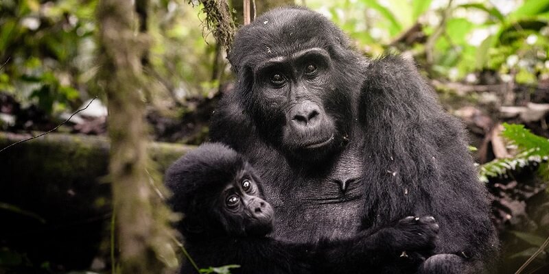 uganda Gorillas