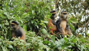 Golden Monkey Trekking in Rwanda