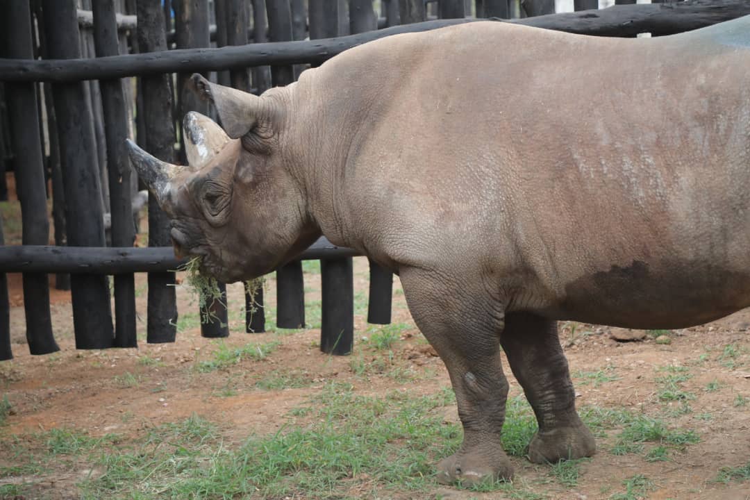 Five black rhinos arrive in Rwanda from Europe