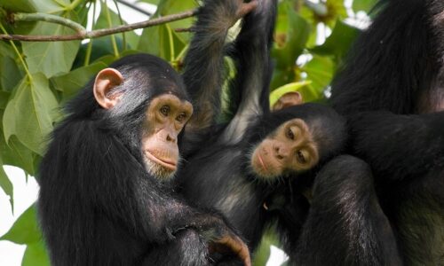 chimpanzee trekking in Rwanda