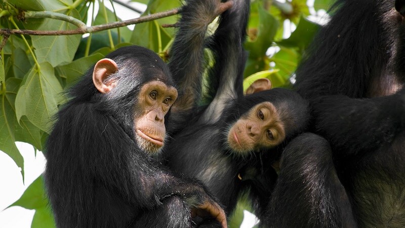 chimpanzee trekking in Rwanda