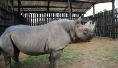 Five black rhinos arrive in Rwanda from Europe