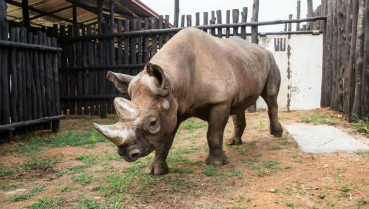 Black Rhinos Translocated to Akagera National Park