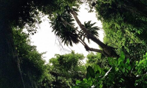 Car Rental Rwanda Review – Arrange Nyungwe Forest TransportMusanze caves in Rwanda